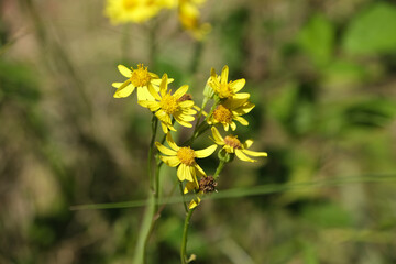 Fototapeta premium A bunch of yellow flowers with a few brown spots