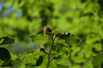 A leafy green tree with a small brown flower on it