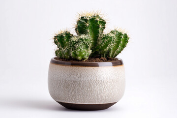 Decorative cactus arrangement in a modern ceramic pot