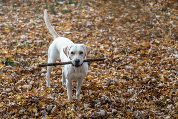 Yellow labrador retrieve holding a stick while surrounded by yellow leaves on the ground