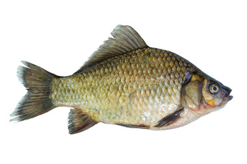 Crucian carp live fish isolated on transparent background. Live fish object for design and advertising
