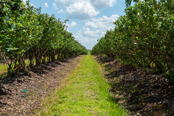 Naklejka premium Rows of cultivated, high, lush, green blueberry bushes on a large organic farm field on a sunny day. The farm has green grass between the drills. The orchard has produced large, sweet blueberries. 