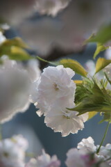 cherry blossom in spring