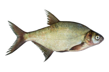 Live fresh fish Bream isolated on transparent background. Close-up of freshwater bream. Live fish abramis object for design and advertising