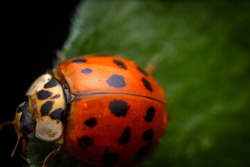 ladybug on a leaf