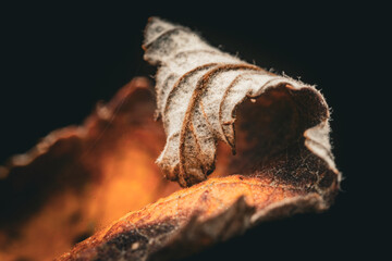 dried leaf