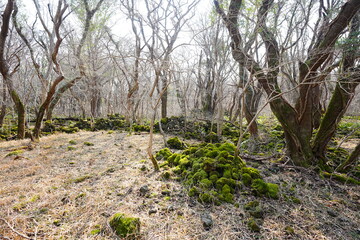 mossy rocks and old trees with vines in the sunlight