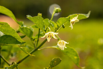Fototapeta premium Pepper flower; Pepper plants in a field; Pepper plantation; Pepper plant