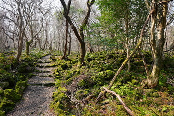 early spring path through mossy rocks and fresh ferns