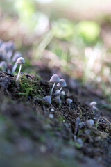 mushroom on the ground