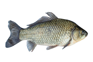 Crucian carp live fish isolated on transparent background. Live fish object for design and advertising