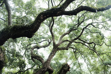 Fototapeta premium old oak tree