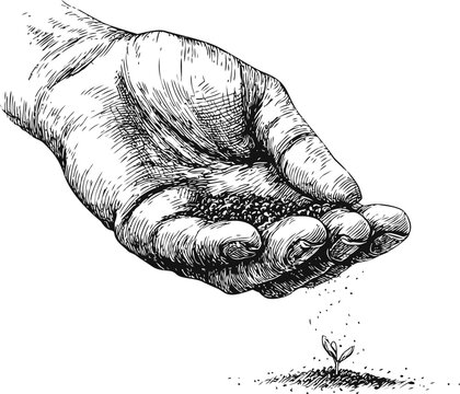 Hand sowing seeds above a small sprout in a black and white. Vector illustration in sketch style