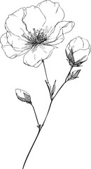 Obraz premium Line art drawing of a blossoming flower and buds in sketch style. Vector illustration