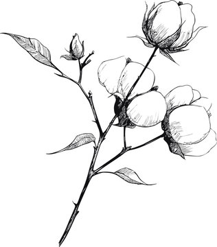 Cotton Plant Illustration Images  Browse 921,870 Stock Photos, Vectors,  and Video | Adobe Stock