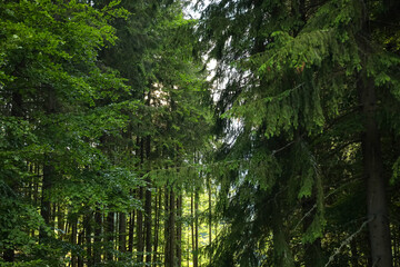 Fototapeta premium Green trees in forest on summer day
