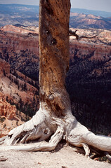 bryce canyon national park dead tree