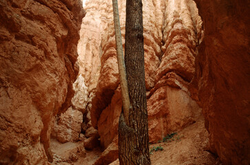bryce canyon national park tree