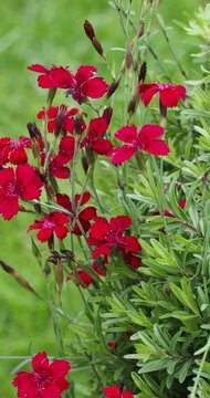 (Dianthus delto&iuml;des) Oeillets couch&eacute;s au port tapissant et &agrave; floraison d'&eacute;t&eacute; dense de petite fleurs rouge &eacute;carlate sur tige gr&ecirc;le au dessus d'un feuillage compacte vert moyen &agrave; argent&eacute;
