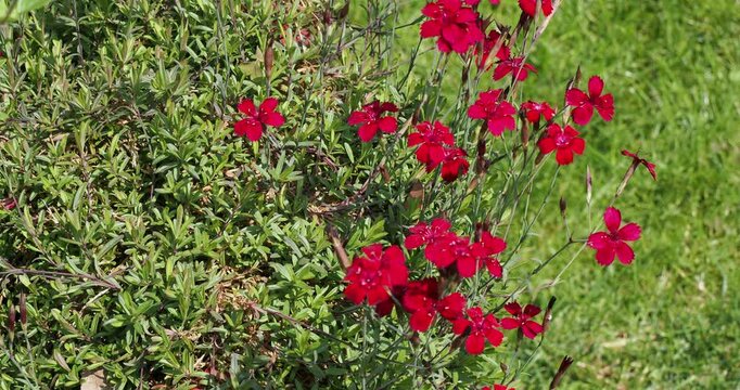 (Dianthus delto&iuml;des) Fleurs &agrave; p&eacute;tales frang&eacute;s rouge d'&oelig;illet annuel 'fanal' ou 'flashing lights' ou Oeillet delta au dessus d'un coussin compacte de petites feuilles lin&eacute;aires vertes