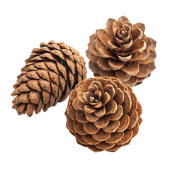 Pine Cones: Nature Photography - Detailed Textures & Autumnal Colors on transparent background