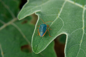 Red-bordered stink bug