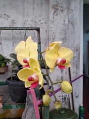 Orchids belonging to the Orchidaceae family are a diverse group of flowering plants with a wide array of unique features.