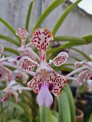Orchids belonging to the Orchidaceae family are a diverse group of flowering plants with a wide array of unique features.