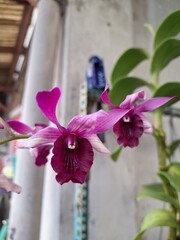 Orchids belonging to the Orchidaceae family are a diverse group of flowering plants with a wide array of unique features.