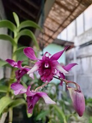 Orchids belonging to the Orchidaceae family are a diverse group of flowering plants with a wide array of unique features.