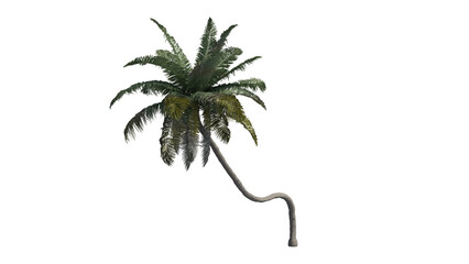 Palm trees on white background, tropical plant, 3d render illustration.