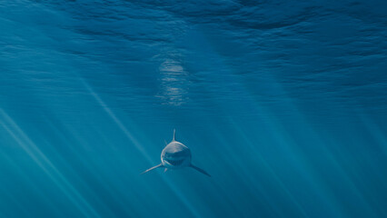 Great white shark swimming in tropical underwaters. 3d illustration rendering