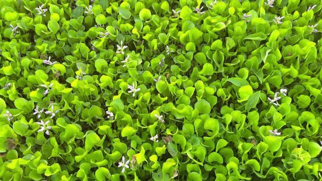 Water hyacinth grows in water and nature