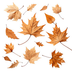 Autumn Leaves: Fall Foliage Design Elements for Seasonal Projects on transparent background