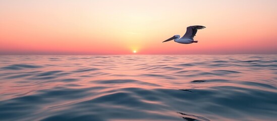 Fototapeta premium Pelican in flight over ocean at sunset.