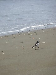 浜辺を歩くセグロセキレイ