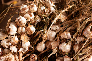 Garlic; Garlic harvest