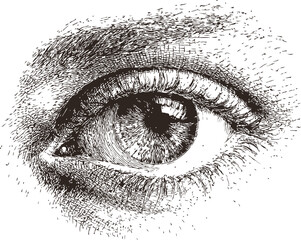 Intricate black and white sketch of a human eye with fine detailed lines. Vector illustration