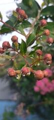 Raindrops on Flower Buds in Early Bloom: A macro photograph of pink flower buds adorned with fresh water droplets after rain.