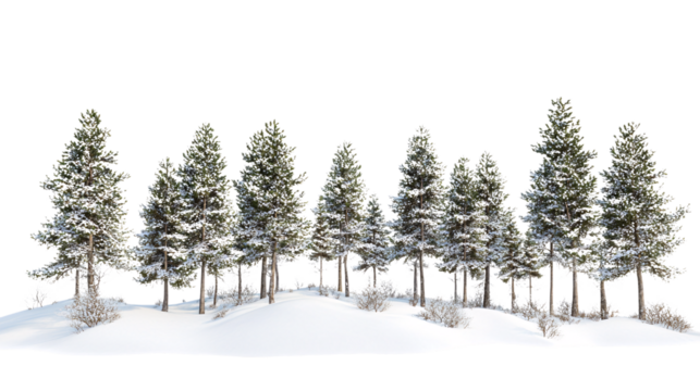 pine tree isolated on white