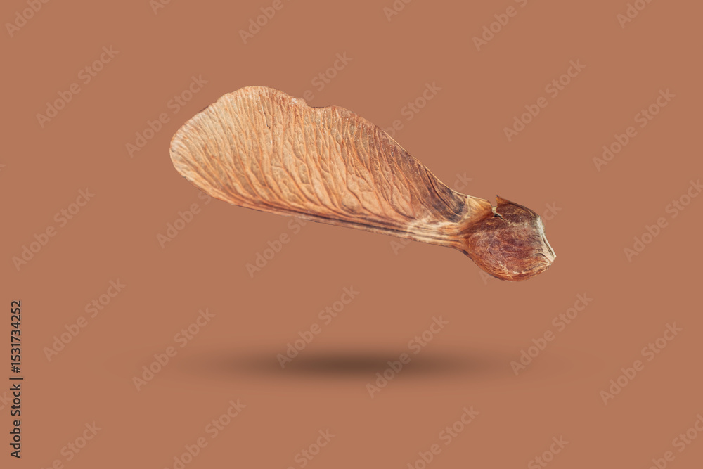 Aufkleber a seed of a norway maple isolated on a brown background, the image looks three-dimensional and the o