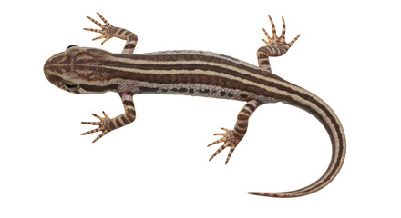 Obraz premium Detailed Overhead View of a Striped Lizard with Unique Markings and Delicate Feet