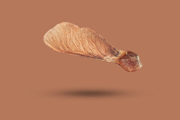A seed of a Norway maple isolated on a brown background, the image looks three-dimensional and the object has a shadow, template for designers.