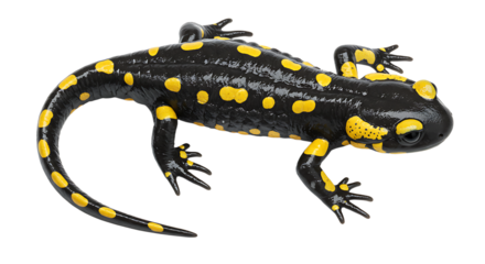 Fire Salamander Dorsal View Striking Black and Yellow Amphibian