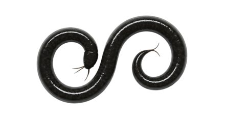 Sleek Black Aquatic Creature in Figure Eight Pose