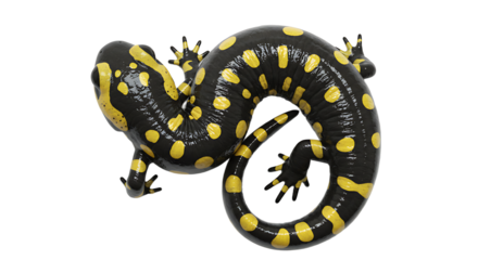 Striking Overhead View of a Fire Salamander with Bold Yellow Spots