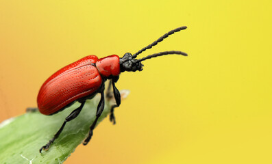 Lilioceris lilii insect on a lily leaf