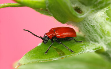 Lilioceris lilii insect on a lily leaf