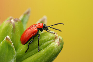 Lilioceris lilii insect on a lily leaf