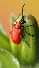 Lilioceris lilii insect on a lily leaf